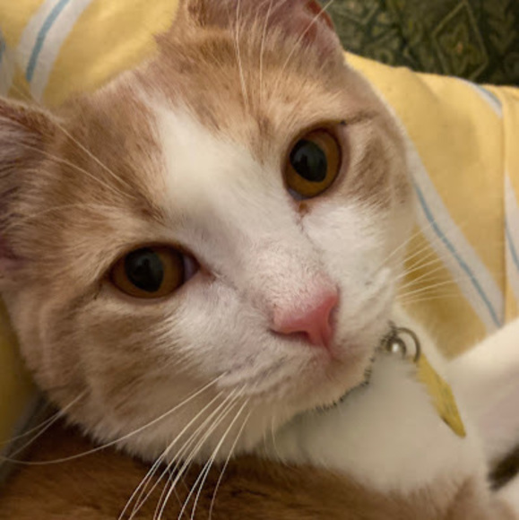 Meet your Posher, Honora - Picture 1 of 1